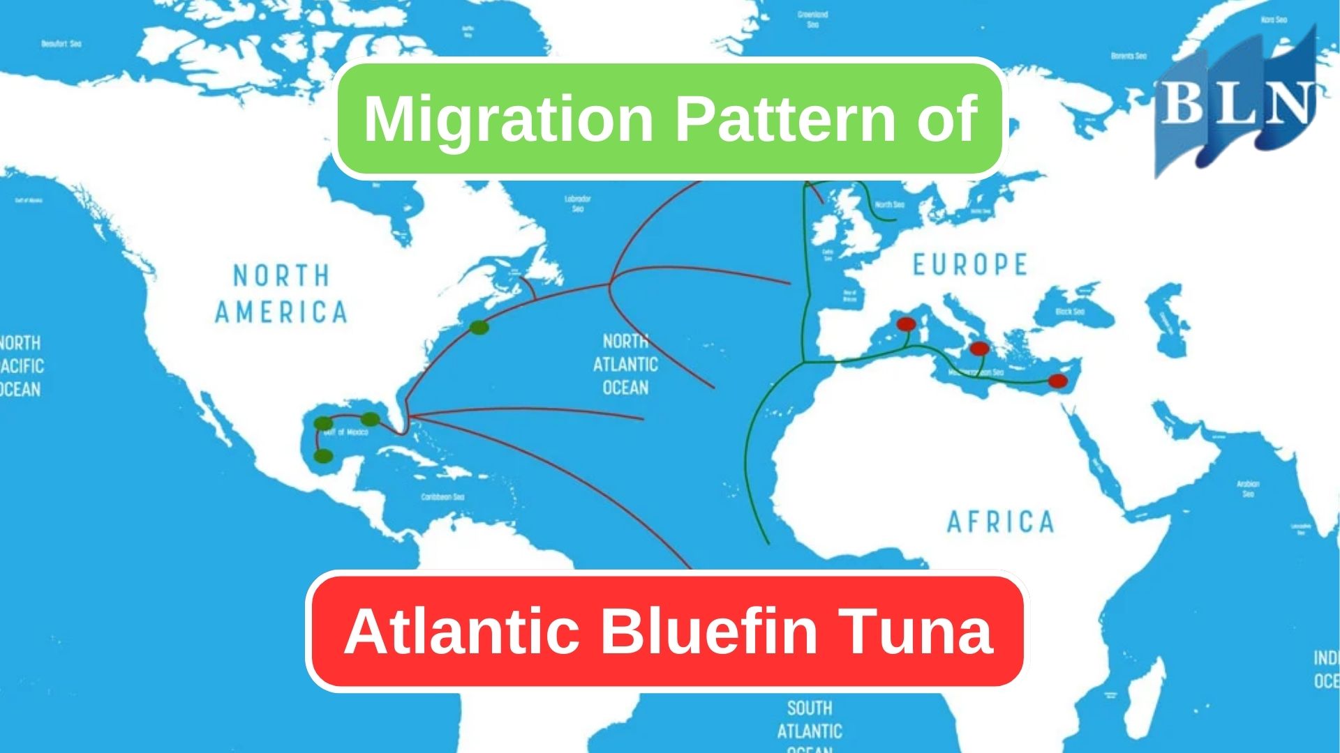 The Annual Journey of Atlantic Bluefin Tuna